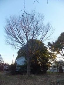 敷地の中央に位置するケヤキの大木