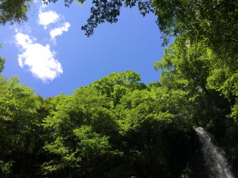 木々の中に見える空