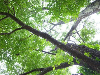 大きな桜の木